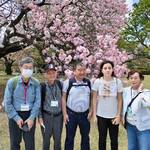 Two blind tourists enjoy cherry blossoms at Shinjuku Gyoen National Garden